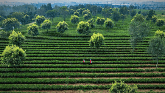 电靓茶溪川 茶香飘四方